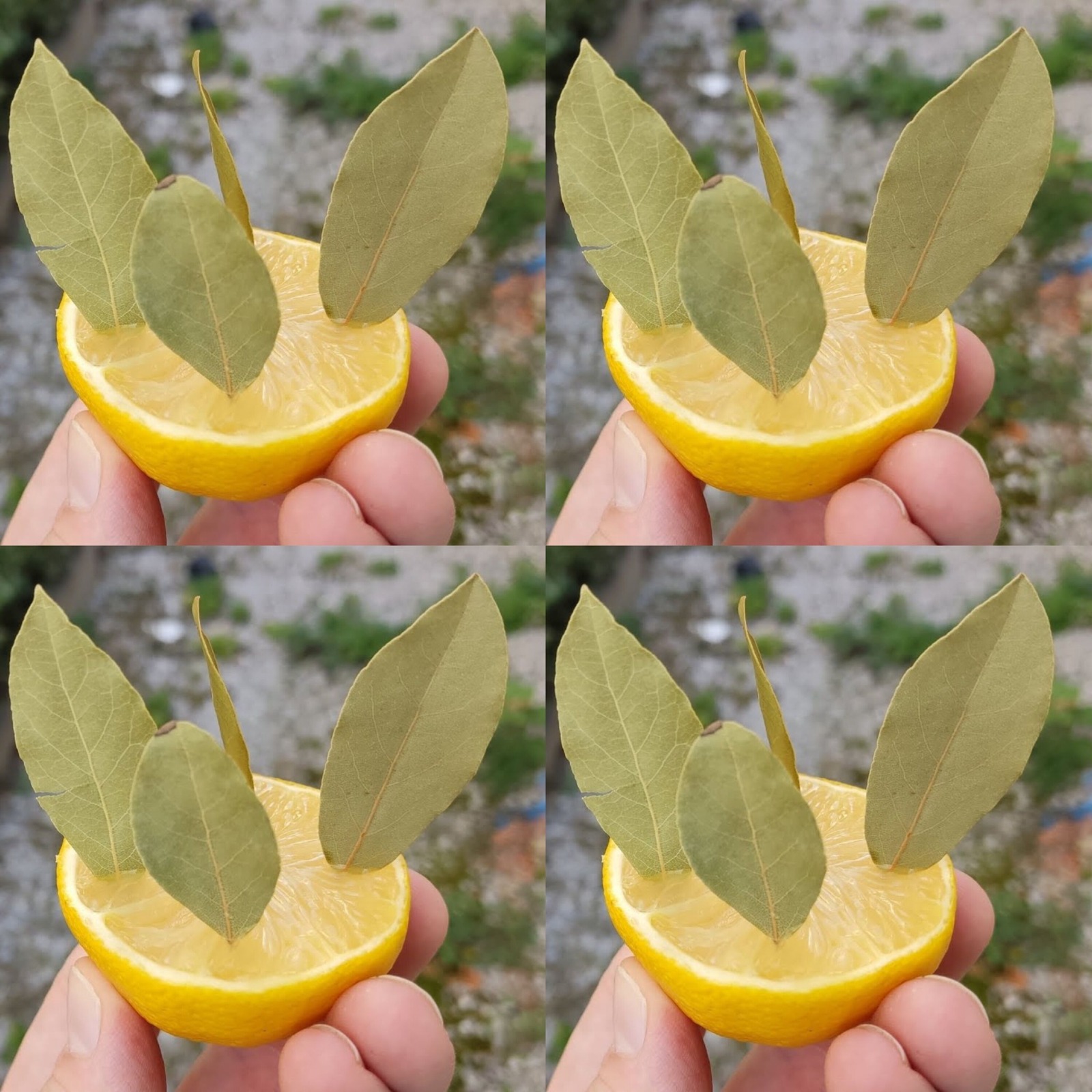 Bay Leaf and Lemon: A Simple Yet Powerful Natural Remedy