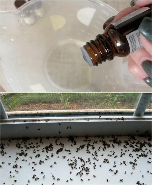 Mosquitoes and Midges in the House: How to Get Rid of Them Step by Step