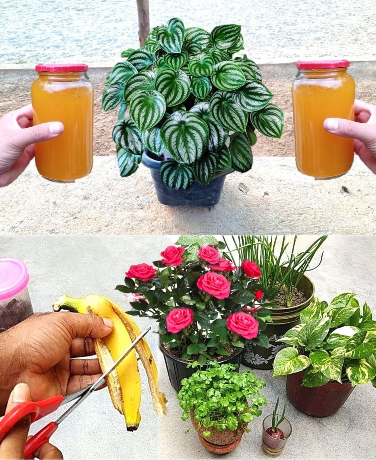 Houseplants Watered with Banana Peel Fertilizer: A Natural Growth Booster