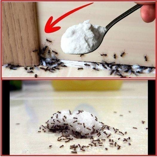 This Method Will Eliminate Ant Problems in Seconds. They’re Leaving Forever!