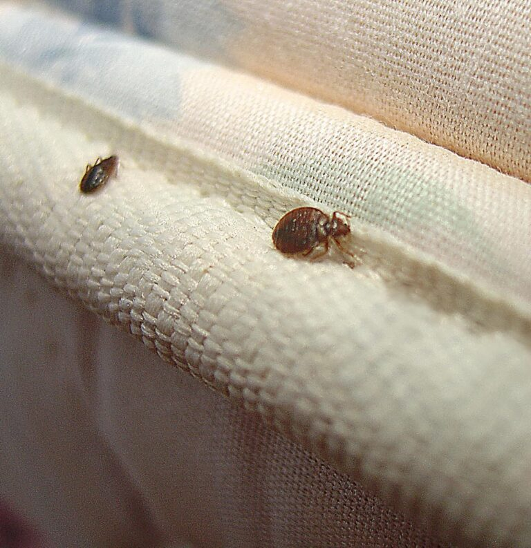 The 6 most effective remedies against bedbugs in the home