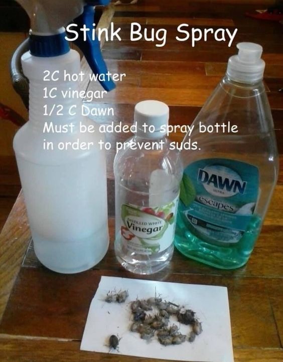 DIY Stink Bug Spray: A Simple and Effective Solution