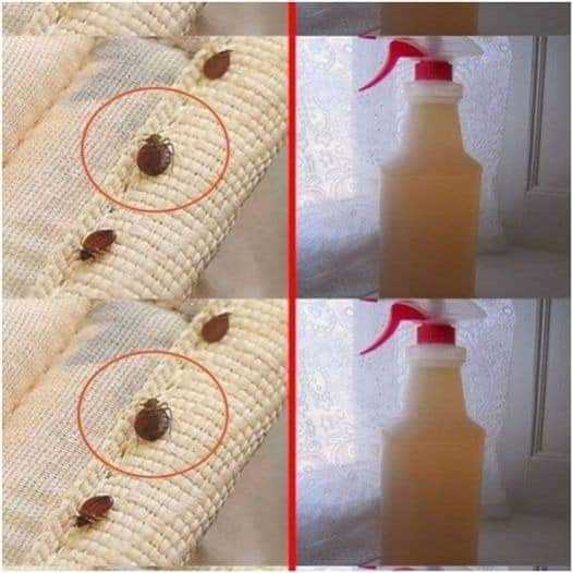 Get rid of bed bugs by cleaning your mattress with alcohol