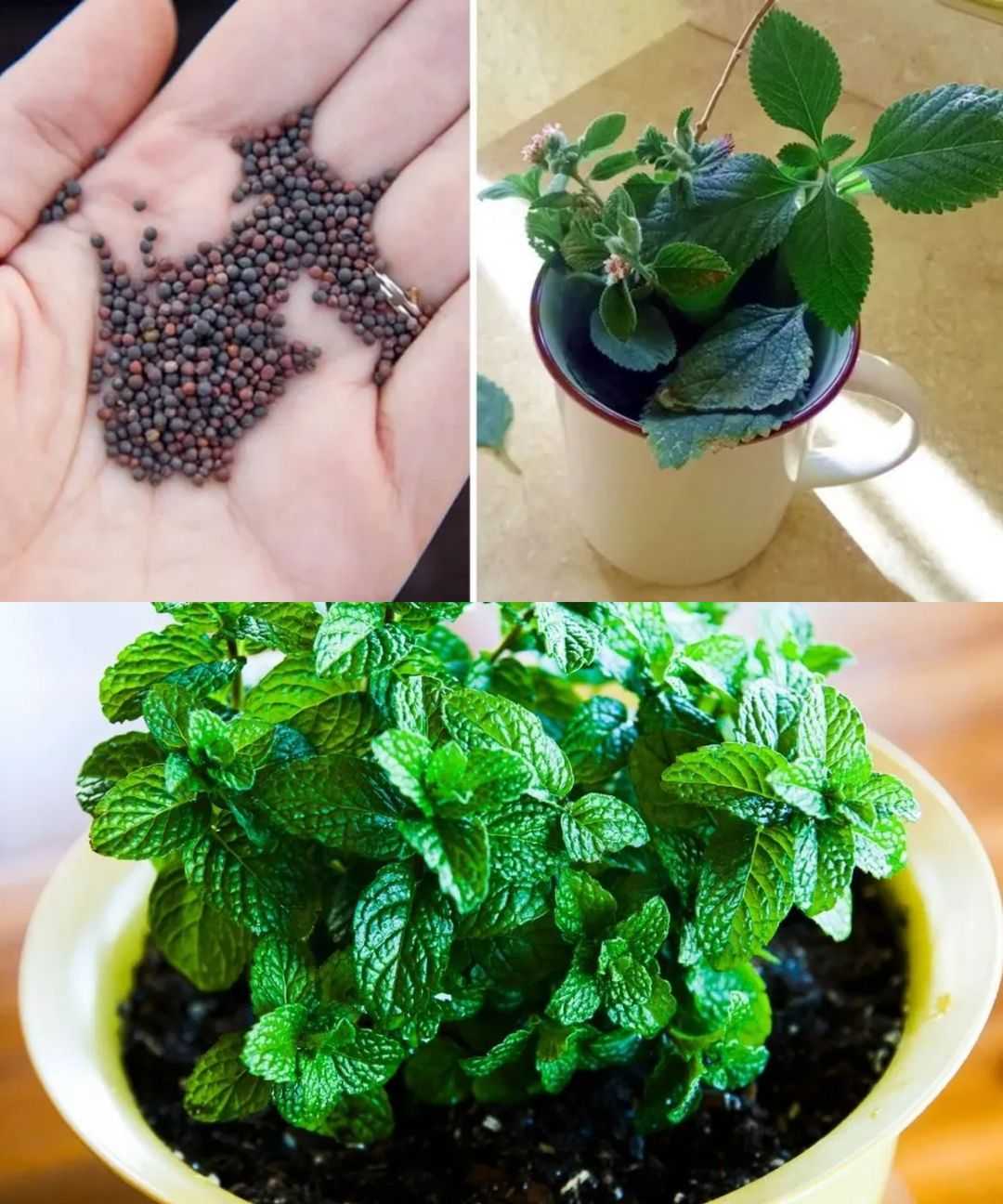 Grow your own mint in a cup: an aromatic and decorative solution for your home