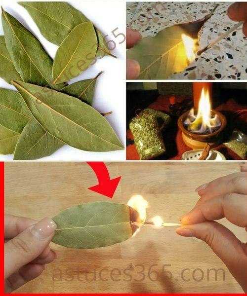 This is What Happens if You Burn a Bay Leaf in Your Home