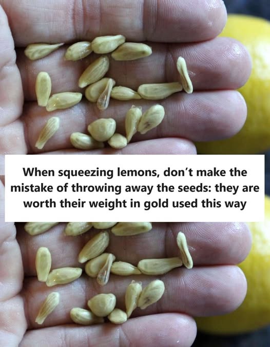 When squeezing lemons, don’t make the mistake of throwing away the seeds: they are worth their weight in gold used this way