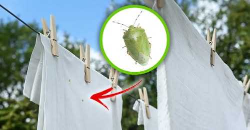 How to eliminate annoying green bugs between cloths lying to dry