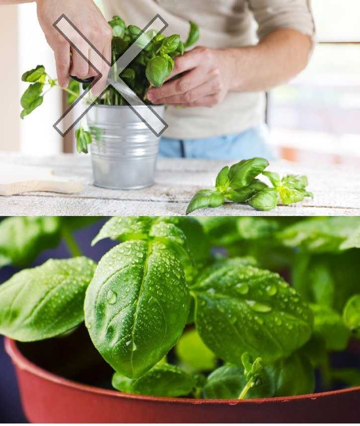 Don’t make this mistake when harvesting basil – it dries out in 7 days.