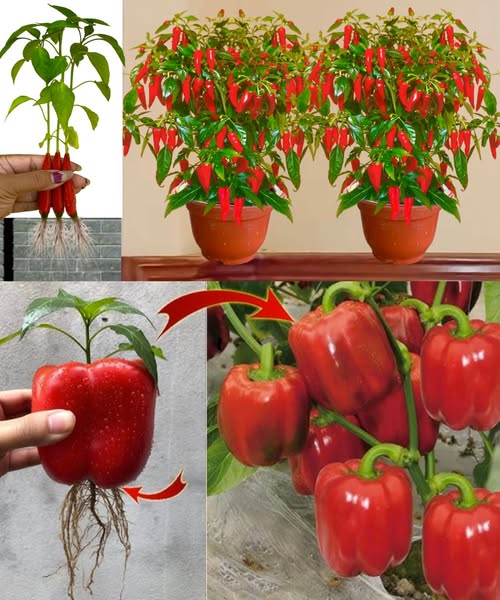 Promoting Pepper Growth: Unique Perspectives for Home Growing