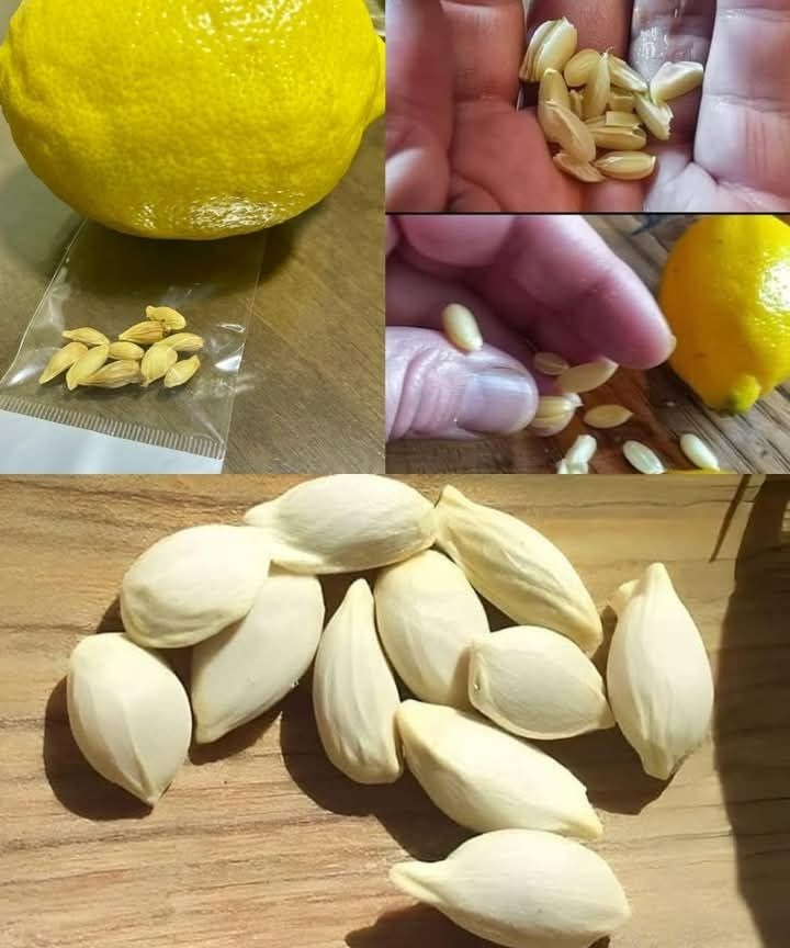 Don’t Throw Away Lemon Seeds! Here’s Why They’re Incredibly Valuable